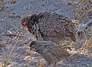 Red-necked Francolin