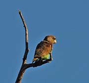 Picture/image of Meyer's Parrot