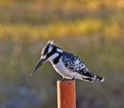 Picture/image of Pied Kingfisher