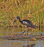 Picture/image of African Openbill