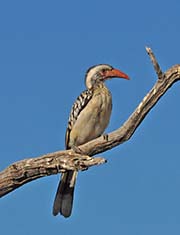 Picture/image of Red-billed Hornbill