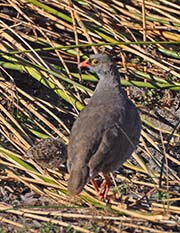 Red-billed Francolin