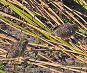 Picture/image of Red-billed Francolin