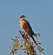 Senegal Coucal