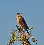 Picture/image of Senegal Coucal
