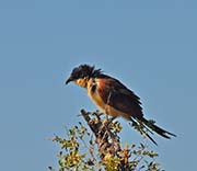 Picture/image of Senegal Coucal