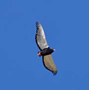 Picture/image of Bateleur