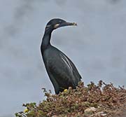 Picture/image of Brandt's Cormorant