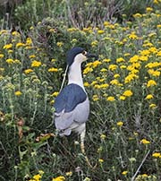 Picture/image of Black-crowned Night-Heron