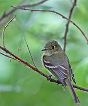 Picture/image of Pacific-slope Flycatcher