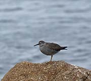 Picture/image of Wandering Tattler