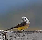 Picture/image of Western Kingbird