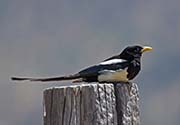 Picture/image of Yellow-billed Magpie