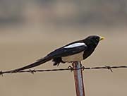 Picture/image of Yellow-billed Magpie