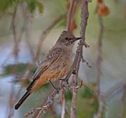 Picture/image of Say's Phoebe