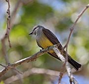 Picture/image of Western Kingbird