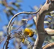 Picture/image of Bullock's Oriole