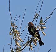 Picture/image of Brown-headed Cowbird