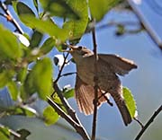 Picture/image of House Wren