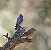 Picture/image of Western Bluebird