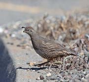 Picture/image of California Quail
