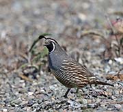 Picture/image of California Quail