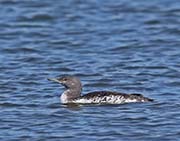 Picture/image of Pacific Loon