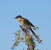 Picture/image of Senegal Coucal