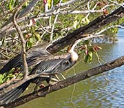 Picture/image of African Darter
