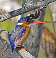 Picture/image of Malachite Kingfisher