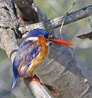 Picture/image of Malachite Kingfisher