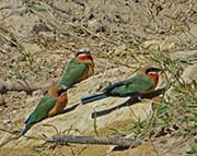 Picture/image of White-fronted Bee-eater