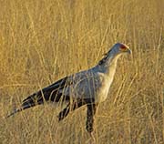 Picture/image of Secretarybird