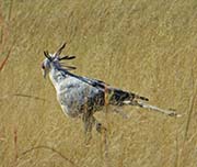 Picture/image of Secretarybird