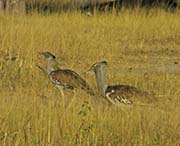 Picture/image of Kori Bustard