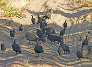 Picture/image of Helmeted Guineafowl