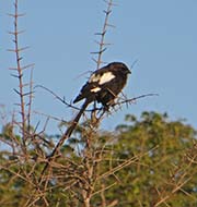 Picture/image of Magpie Shrike