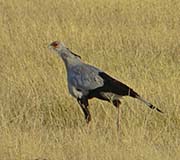 Picture/image of Secretarybird