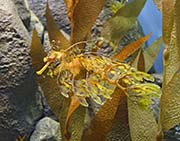 Picture/image of Just for Fun