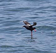 Picture/image of Pigeon Guillemot