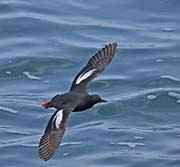Picture/image of Pigeon Guillemot