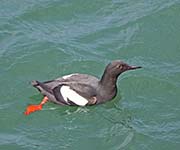 Picture/image of Pigeon Guillemot