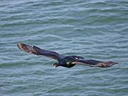 Picture/image of Pelagic Cormorant