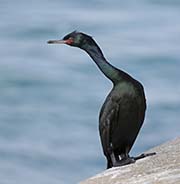 Picture/image of Pelagic Cormorant