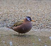 Picture/image of Red Phalarope
