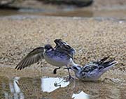 Picture/image of Red-necked Phalarope