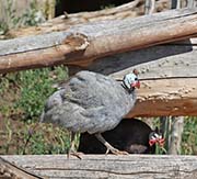 Picture/image of Helmeted Guineafowl