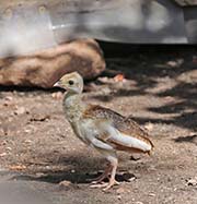 Picture/image of Indian Peafowl