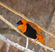 Picture/image of Orange Bishop