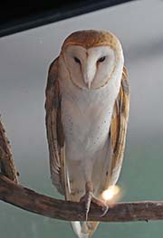 Picture/image of Barn Owl